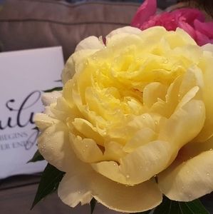 Meet your Posher, Williewanda